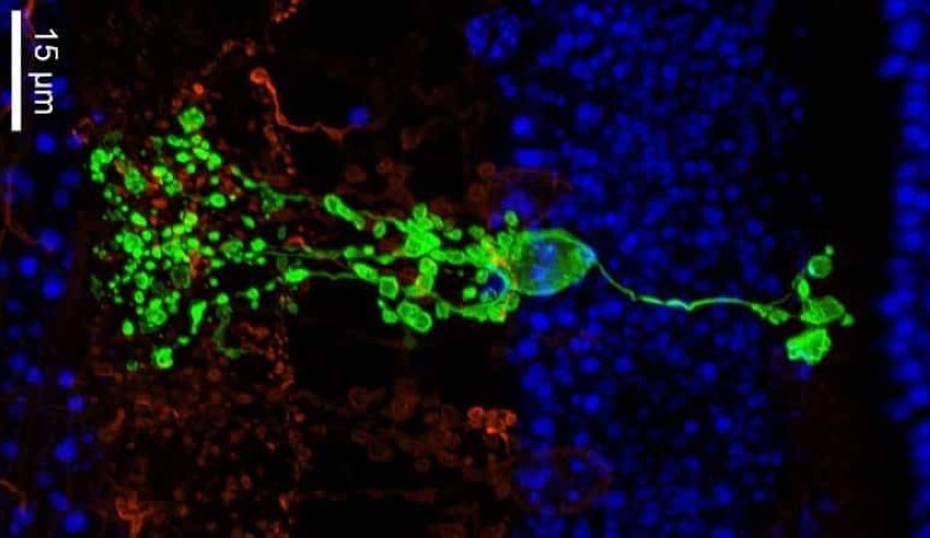 اكتشاف خلية عصبية جديدة في شبكية العين