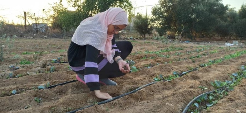 5 شابات فلسطينيات يزاحمن الرجال على استصلاح الأراضي الزراعية