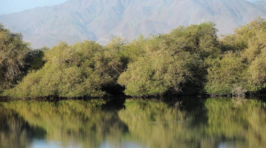 «COP26»: الإمارات تعلن زيادة هدف زراعة أشجار القرم لـ100 مليون بحلول 2030