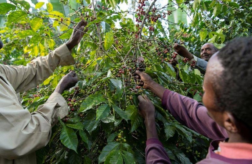 «مهد القهوة».. صادرات البن في إثيوبيا تتحدى المعارك