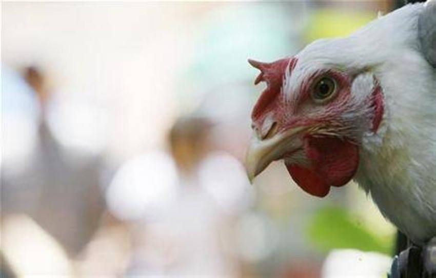 اليابان: ظهور أول حالة إنفلونزا طيور هذا الموسم.. وإعدام 143 ألف دجاجة