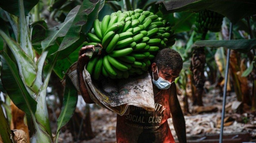 «شريان حياة»: ثمار الموز تقاوم بركان «لا بالما»