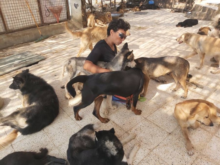 بالفيديو.. مصرية تهب حياتها لإنقاذ الكلاب المشردة