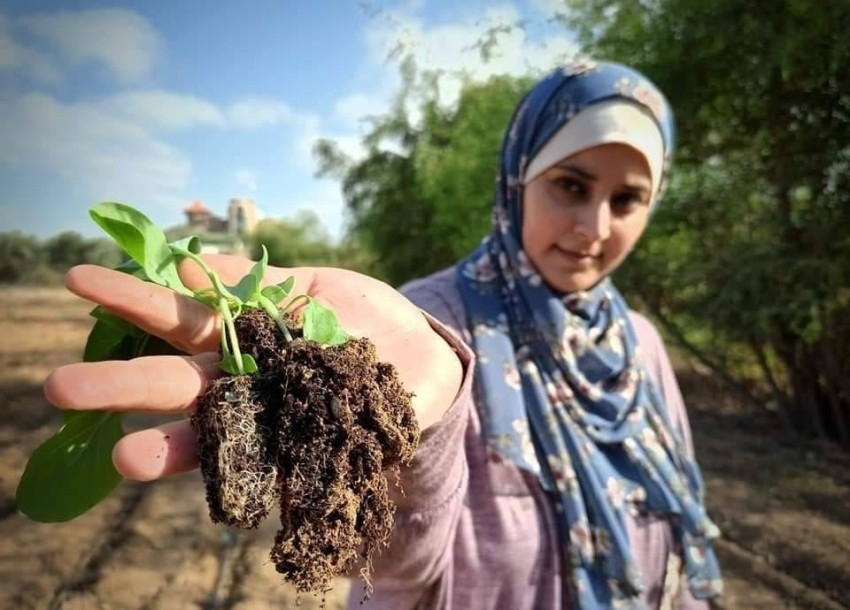 الزراعة تنقذ 4 سيدات فلسطينيات من البطالة