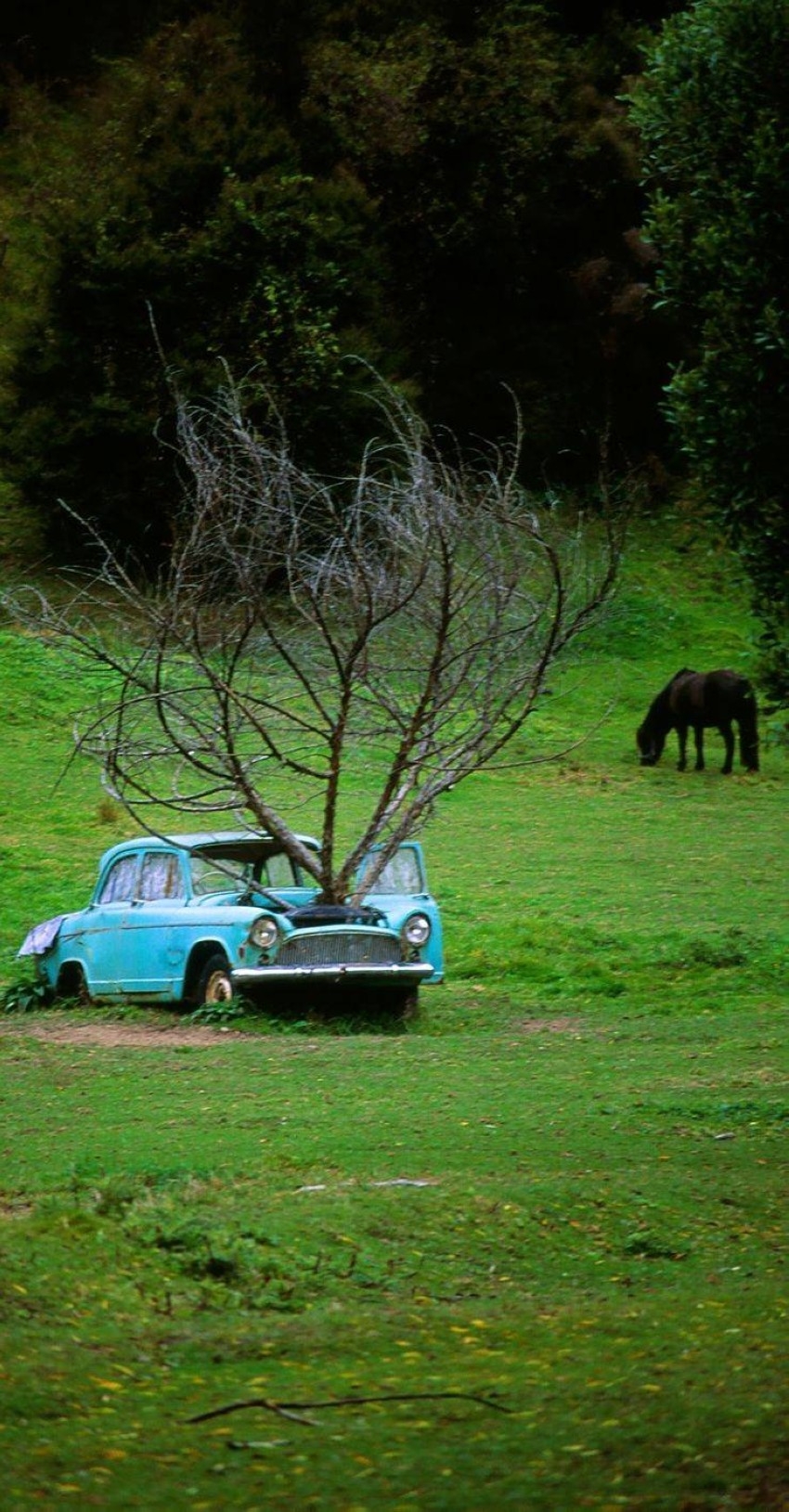 18 لقطة تكشف سيارات مهجورة تنبت أشجاراً