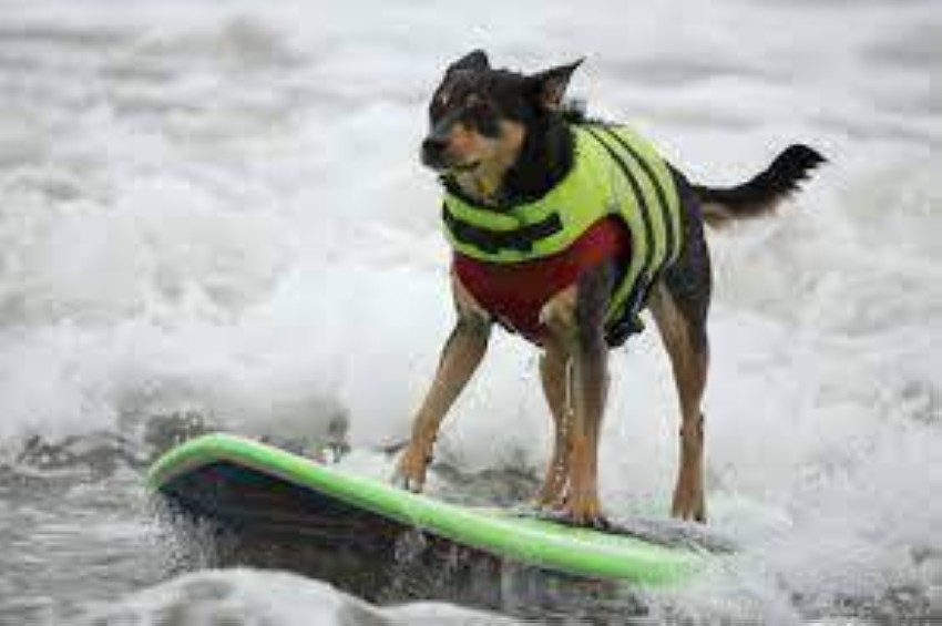 60 كلباً تتزلج وتستعرض مهاراتها في مهرجان الأمواج