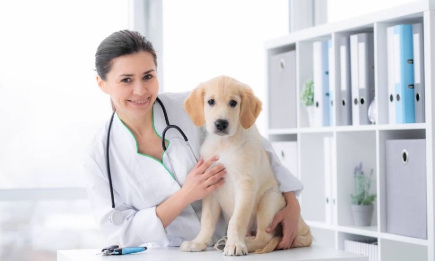 إطلاق تأمين صحي لتدليل الحيوانات الأليفة في الإمارات