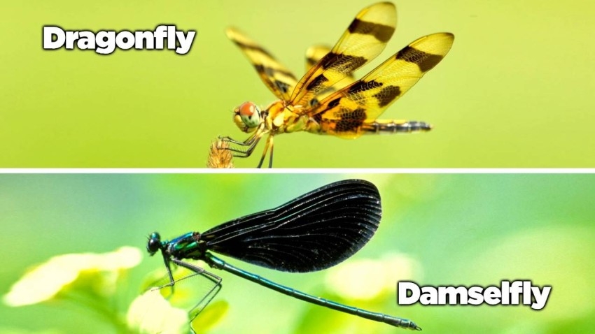 نقص الموائل يهدد حشرات اليعسوب والدامسيلفليز بالانقراض