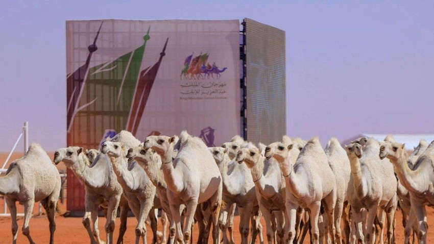 شوط للنساء بمهرجان للإبل في السعودية والجوائز ربع مليار ريال