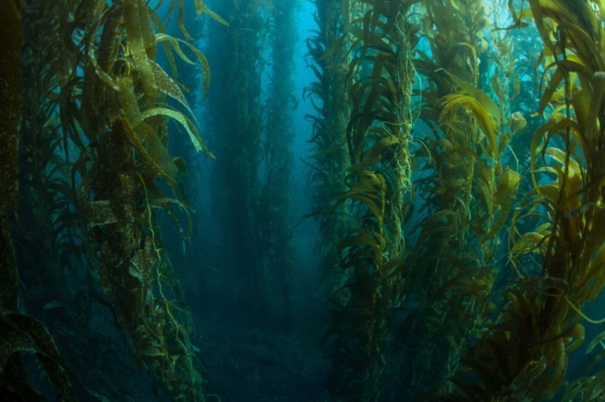 بحث: مرض ناجم عن التغير المناخي يدمر أعشاب البحر