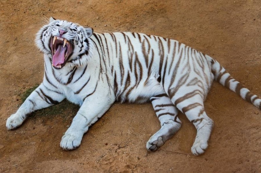 زوار حديقة الحيوانات بالعين يلعبون مع النمور «شد الحبل»