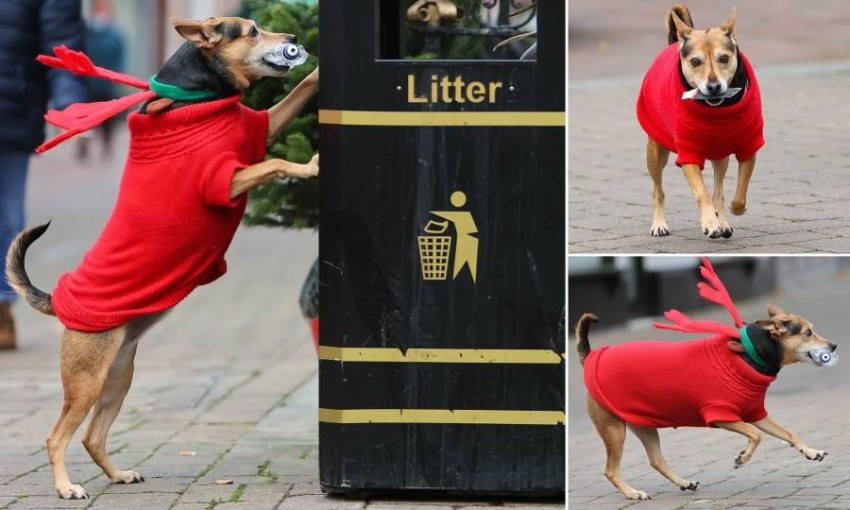 ميلي كلبة صديقة للبيئة تنظف شوارع بريطانيا