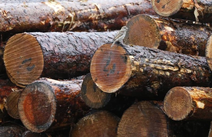 غاز يُستخدم في تصنيع الأخشاب قد يُسبب ضعفاً إدراكياً