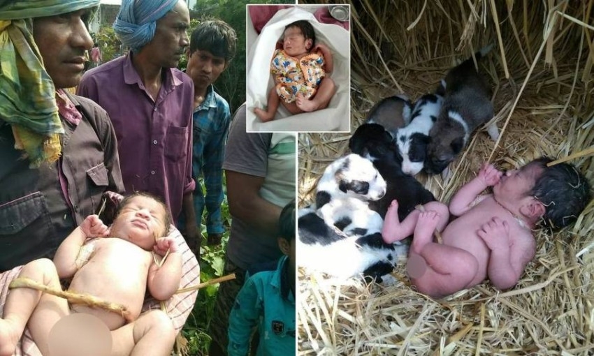 كلاب صغيرة تنقذ مولودة تخلى عنها أهلها في الهند