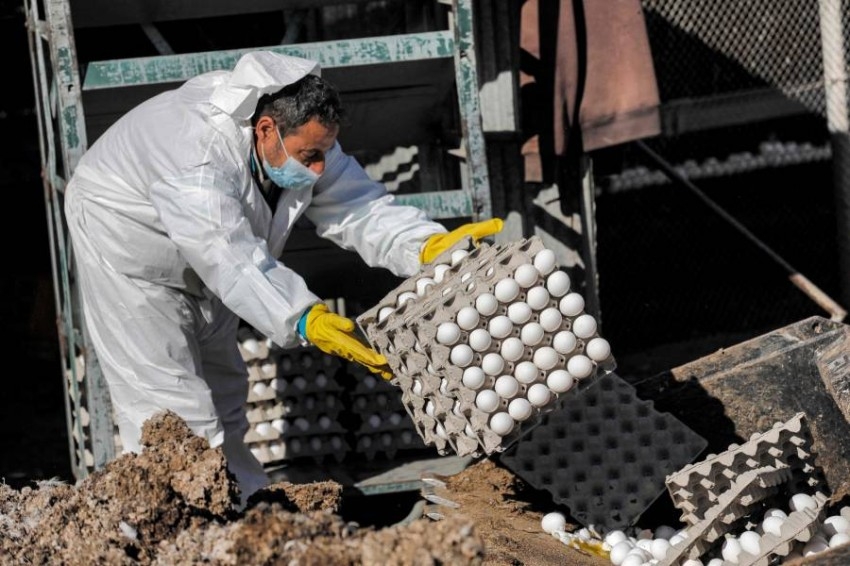 «صناعة الدواجن» في خطر.. إنفلونزا الطيور الجديدة أكثر قدرة على التفشي