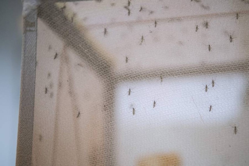 علماء يكافحون البعوض والملاريا عبر «الدم المزيّف»