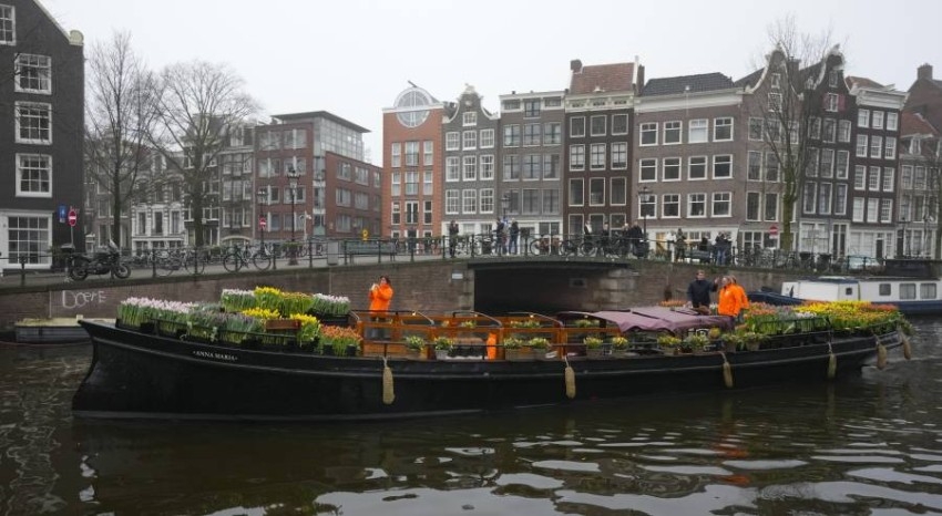 مزارعون يوزعون الزهور مجاناً في أمستردام