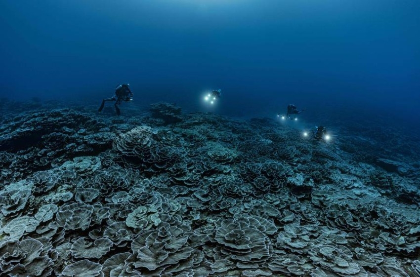 اكتشاف شعب مرجانية عملاقة قبالة تاهيتي