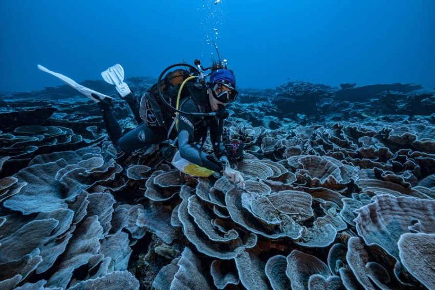 اكتشاف شعب مرجانية عملاقة قبالة تاهيتي