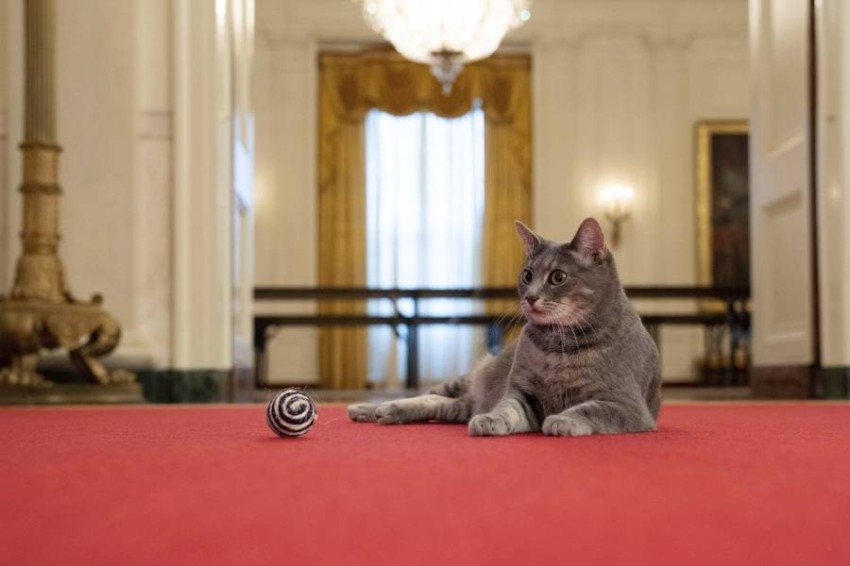 القطة ويلو تنضم لأسرة بايدن في البيت الأبيض