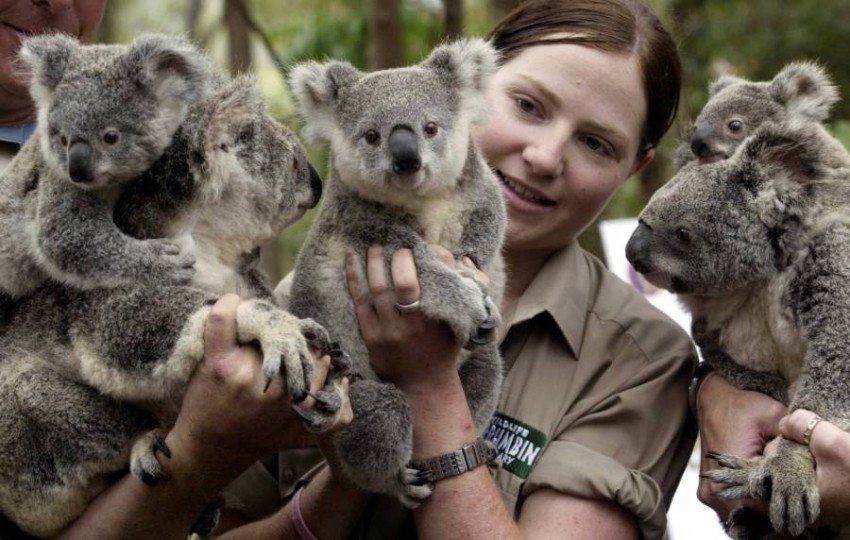 بـ35 مليون دولار.. أستراليا ترفع نفقات حماية «الكوالا»