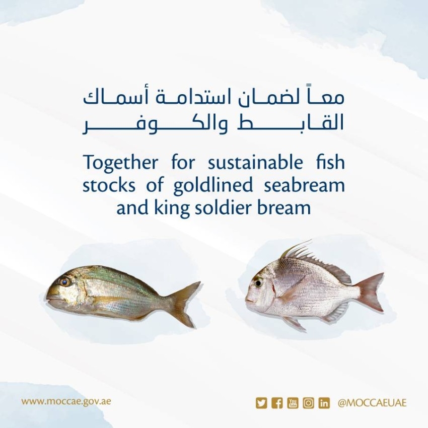 بدء التطبيق السنوي لحظر صيد وتسويق أسماك القابط والكوفر في الإمارات