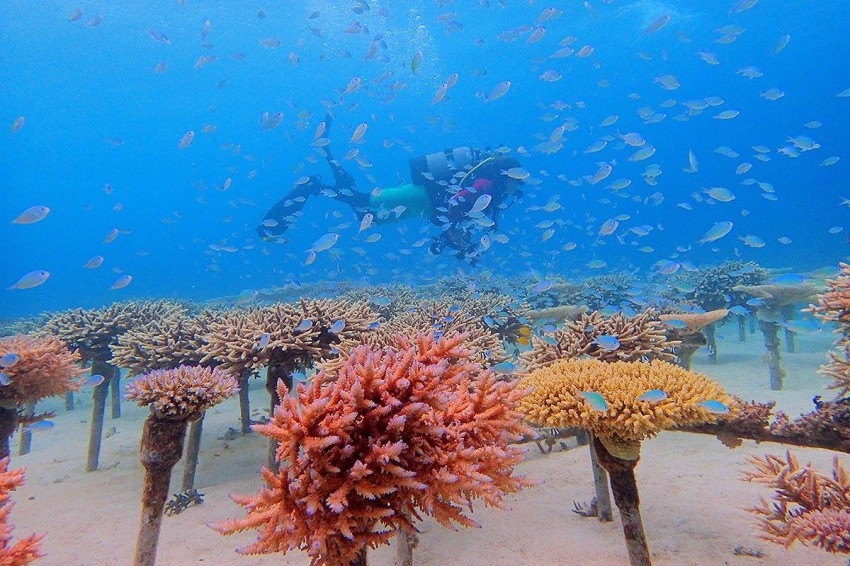 كيف تتكون الشعاب المرجانية
