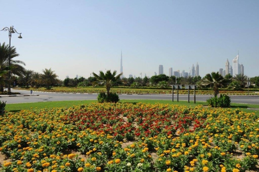 بلدية دبي تزرع أكثر من 170 ألف شجرة خلال عام 2021