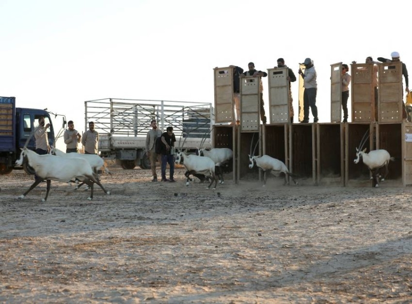 مجموعة من المها العربي خلال إطلاقها في محمية الشومري للحياة البرية بالأردن بعد استيرادها من الإمارات