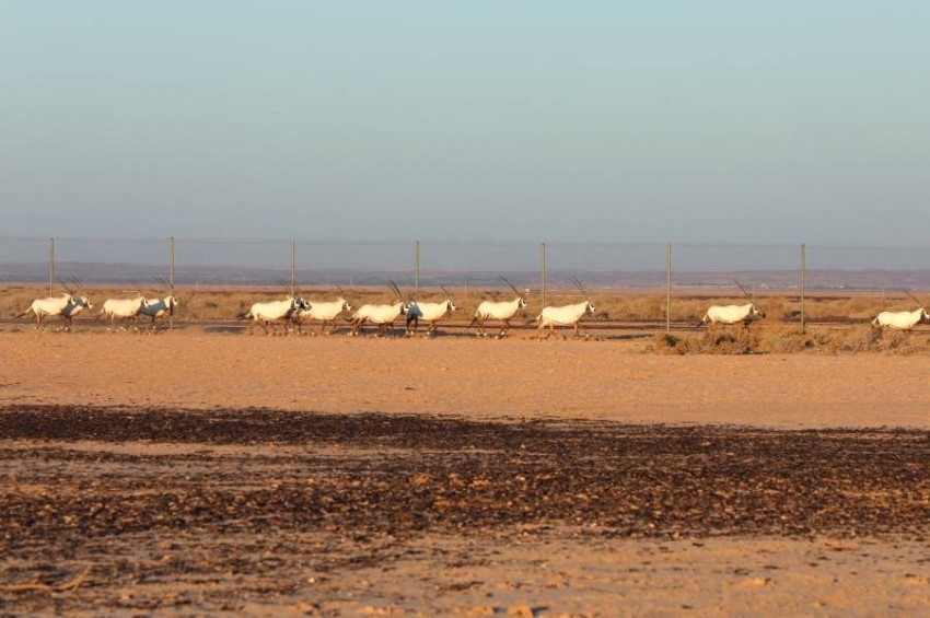 مجموعة من المها العربي خلال إطلاقها في محمية الشومري للحياة البرية بالأردن بعد استيرادها من الإمارات