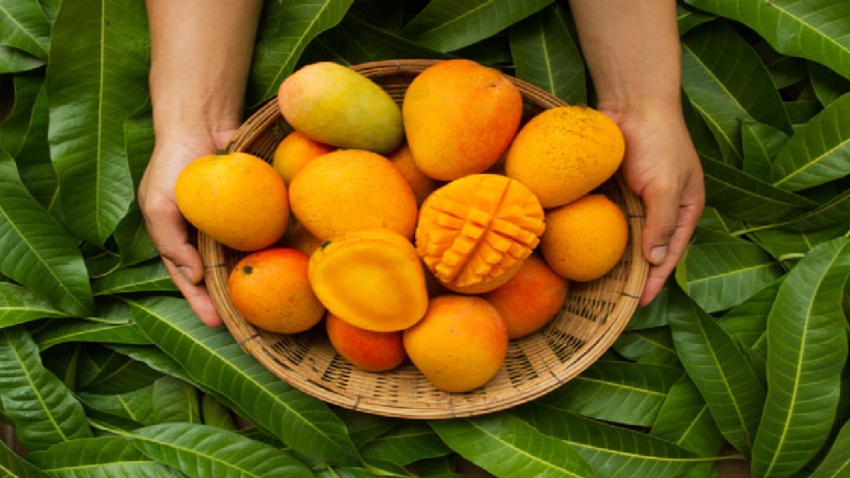 أنواع فاكهة المانجو وفوائدها