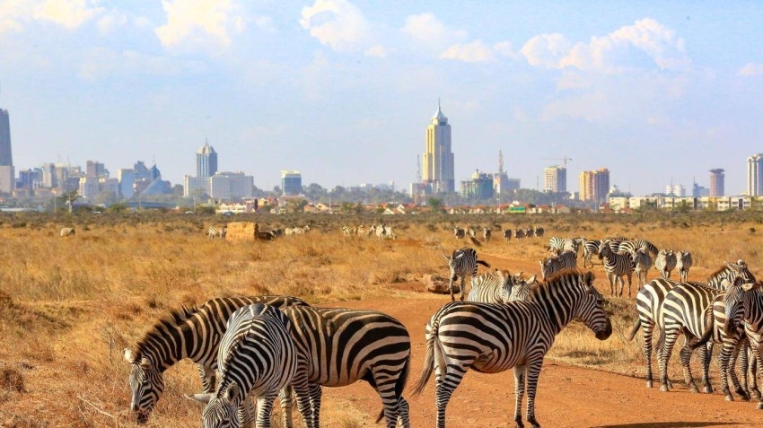 السفاري ورحلات الشاطئ.. 4 وجهات لا تفوت زيارتها في كينيا