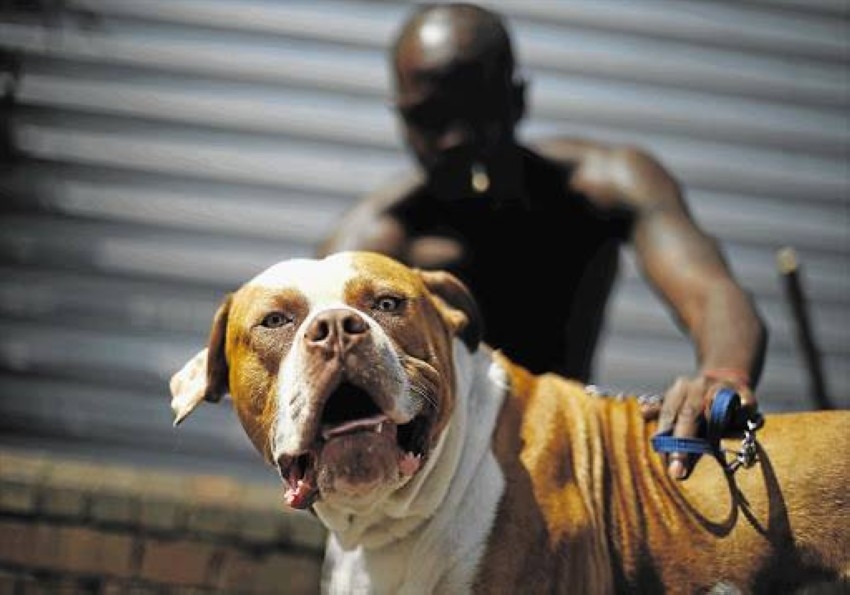 نِزال كلاب «البيتبول» بجنوب أفريقيا.. قتال فشلت القوانين في منعه