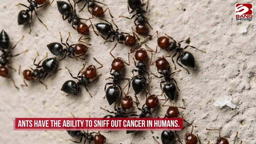 دراسة: النمل يتعرف على الخلايا السرطانية لدى البشر