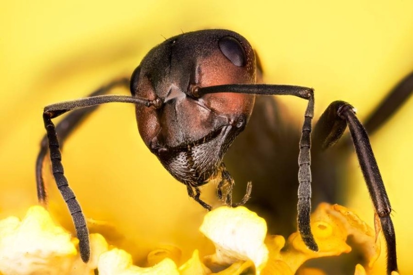 دراسة: النمل يتعرف على الخلايا السرطانية لدى البشر