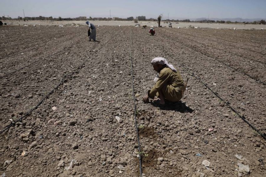 مزارعون يمنيون خلال زراعة شتلات طماطم في ضواحي صنعاء باليمن