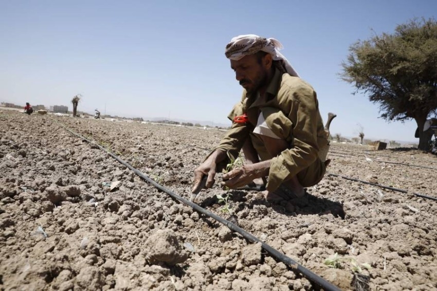 مزارعون يمنيون خلال زراعة شتلات طماطم في ضواحي صنعاء باليمن