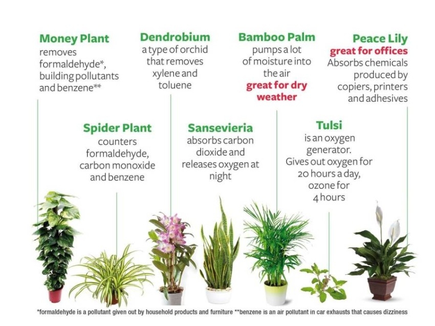 دراسة: نباتات الزينة تقلل التلوث 20%
