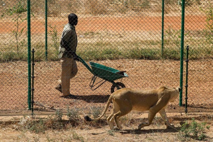 محمية يديرها متطوعون مولعون بالحيوانات تنقذ أسود السودان