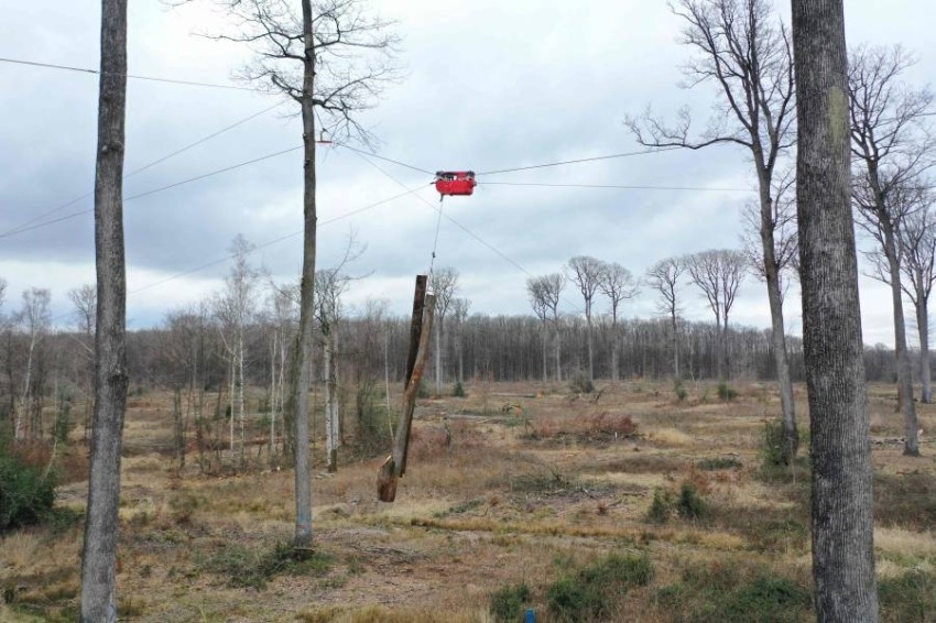 بالصور.. كابلات لنقل أشجار البلوط في غابات فرنسا