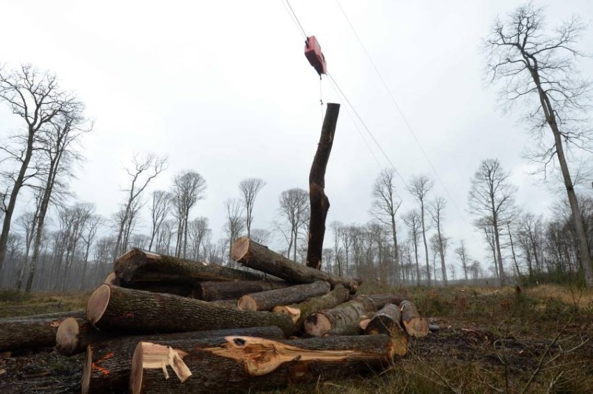 بالصور.. كابلات لنقل أشجار البلوط في غابات فرنسا