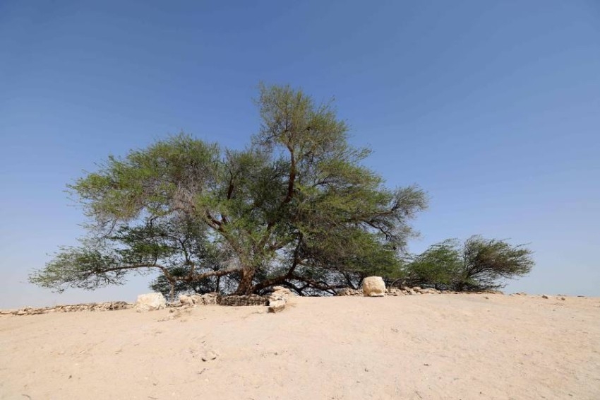 شجرة الحياة ... 400 عام من تحدي المناخ ومزار للسياح في البحرين