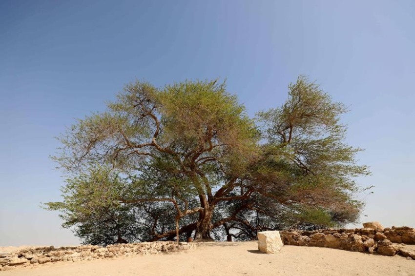 شجرة الحياة ... 400 عام من تحدي المناخ ومزار للسياح في البحرين