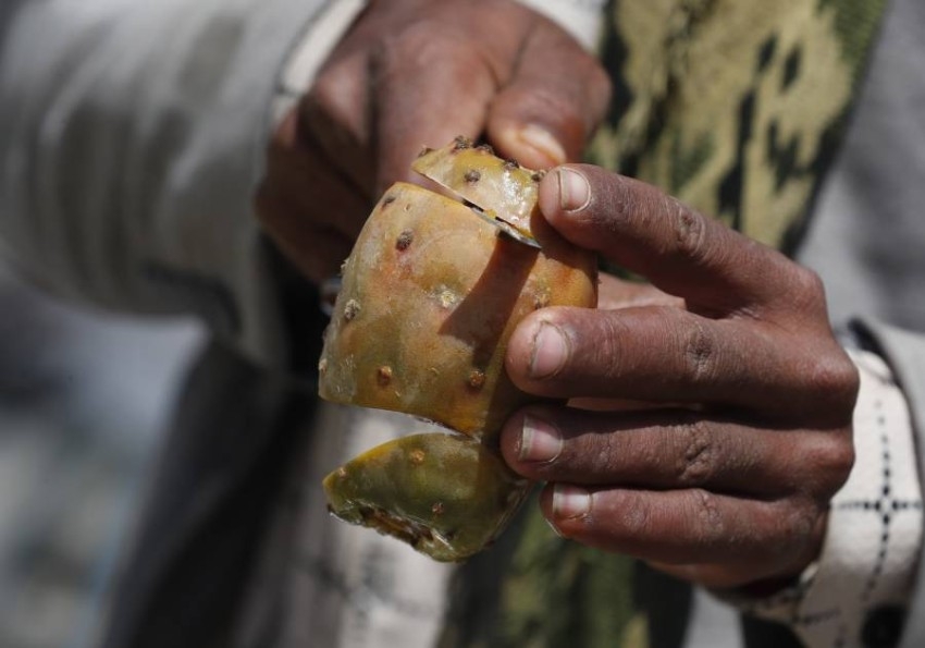 ازدهار سوق التين الشوكي "الصبار" في اليمن