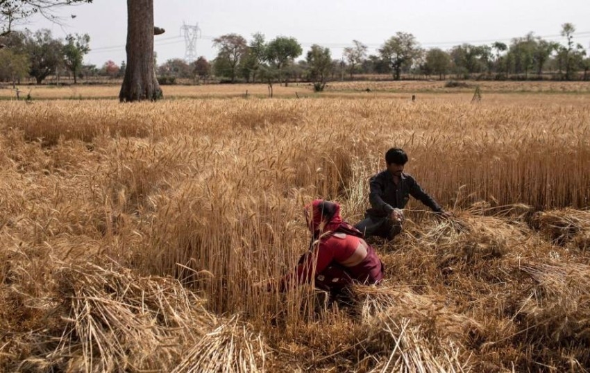 تجار: صادرات الهند من القمح بلغت مستوى قياسياً