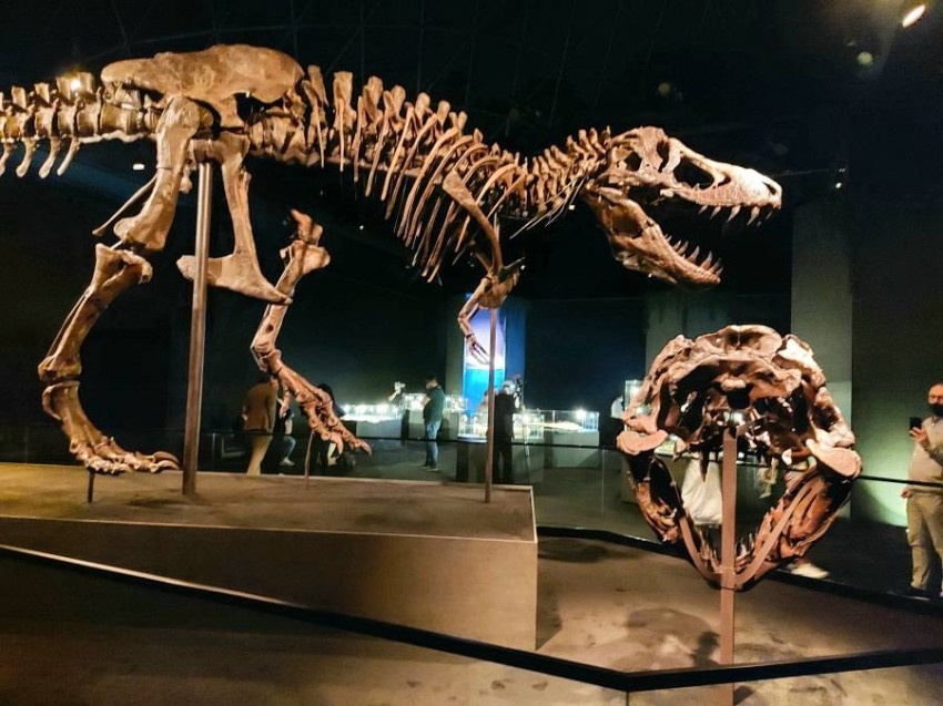 «متحف التاريخ الطبيعي» بأبوظبي يرتحل بزواره إلى ما قبل 13.8 مليار سنة