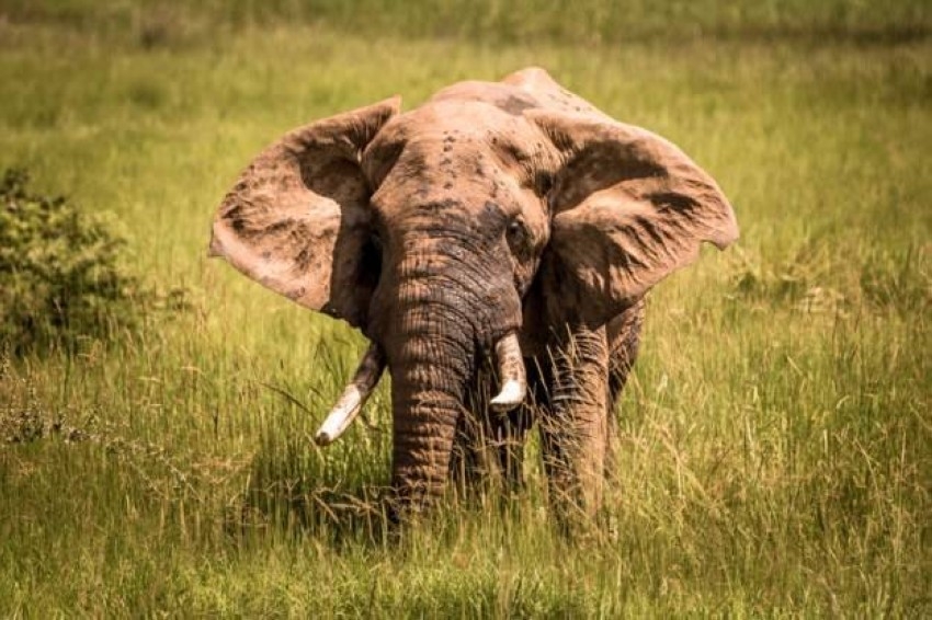 فيل يدهس باحثاً كولومبياً في متنزه أوغندي