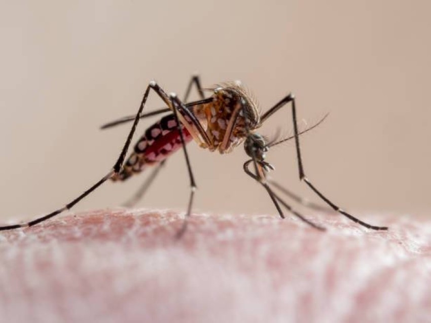 في اليوم العالمي للملاريا: نصائح للوقاية ولقاح جديد لتقليص وفيات الأطفال