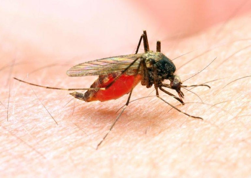 في اليوم العالمي للملاريا: نصائح للوقاية ولقاح جديد لتقليص وفيات الأطفال