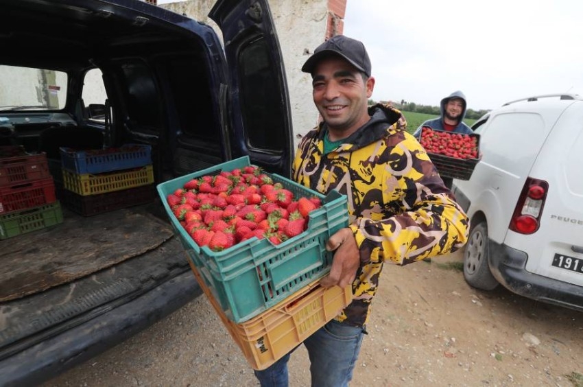 مزارع فراولة بمدينة قربة، لولاية نابل في تونس